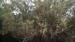 Tamarix usneoides