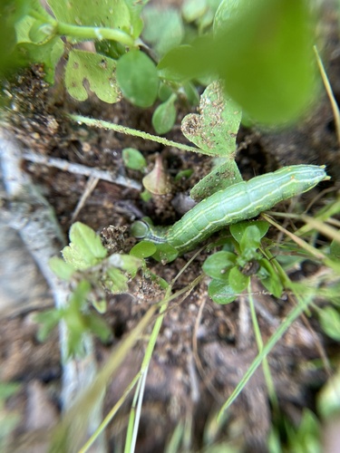 Double-lined Prominent photo 3