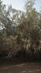 Tamarix usneoides