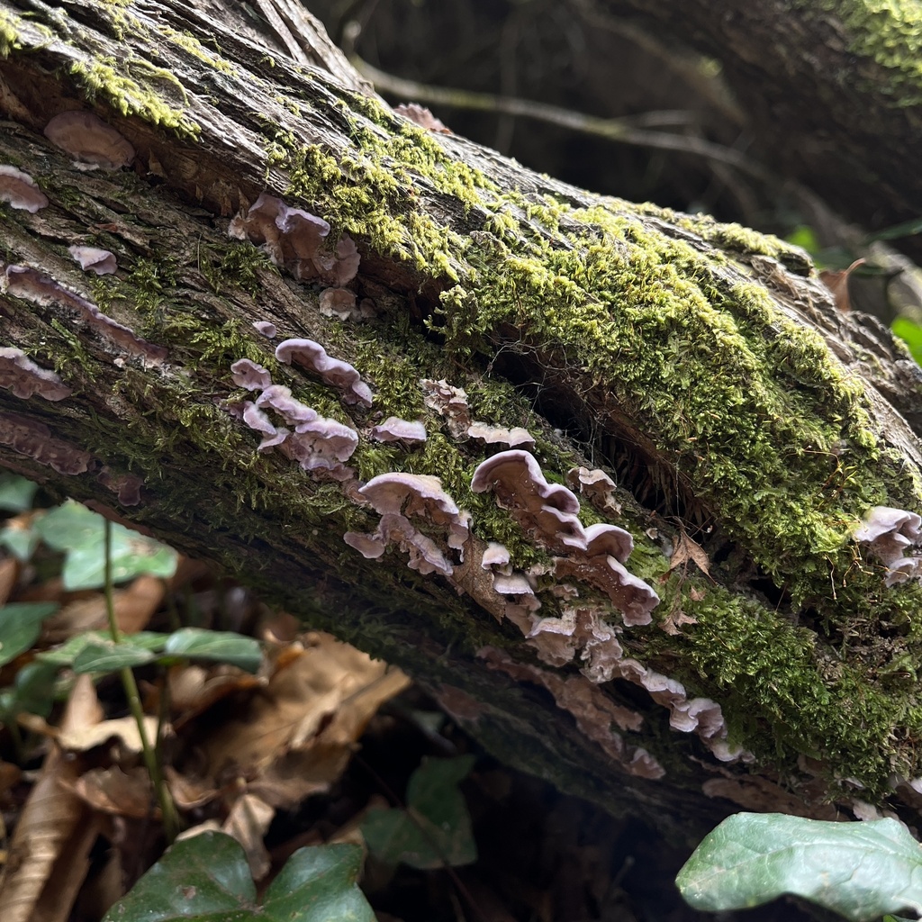 Chondrostereum purpureum · April 2023 · photo: © cristianriquelme (iNaturalist, cc-by)