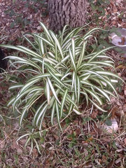 Chlorophytum capense