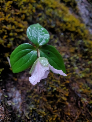 Trillium hibbersonii (Trillium hibbersonii)