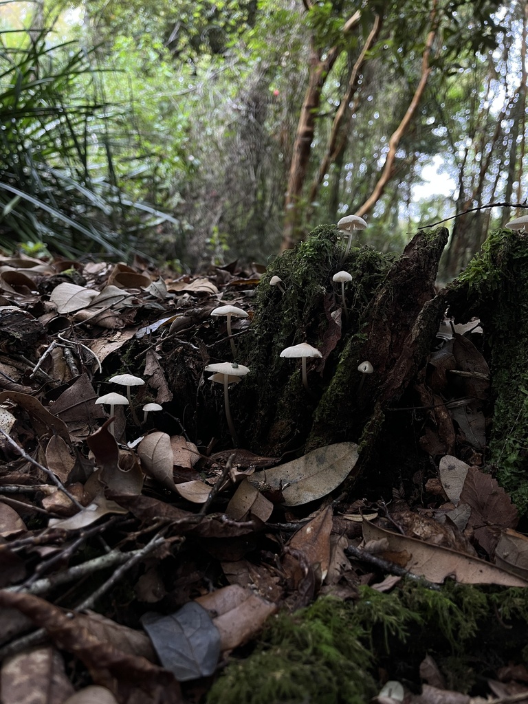 Mycena galericulata · April 2023 · photo: © cristianriquelme (iNaturalist, cc-by)
