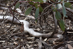 Pseudonaja affinis affinis