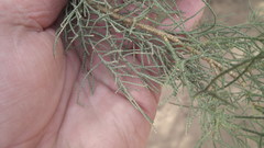 Tamarix usneoides