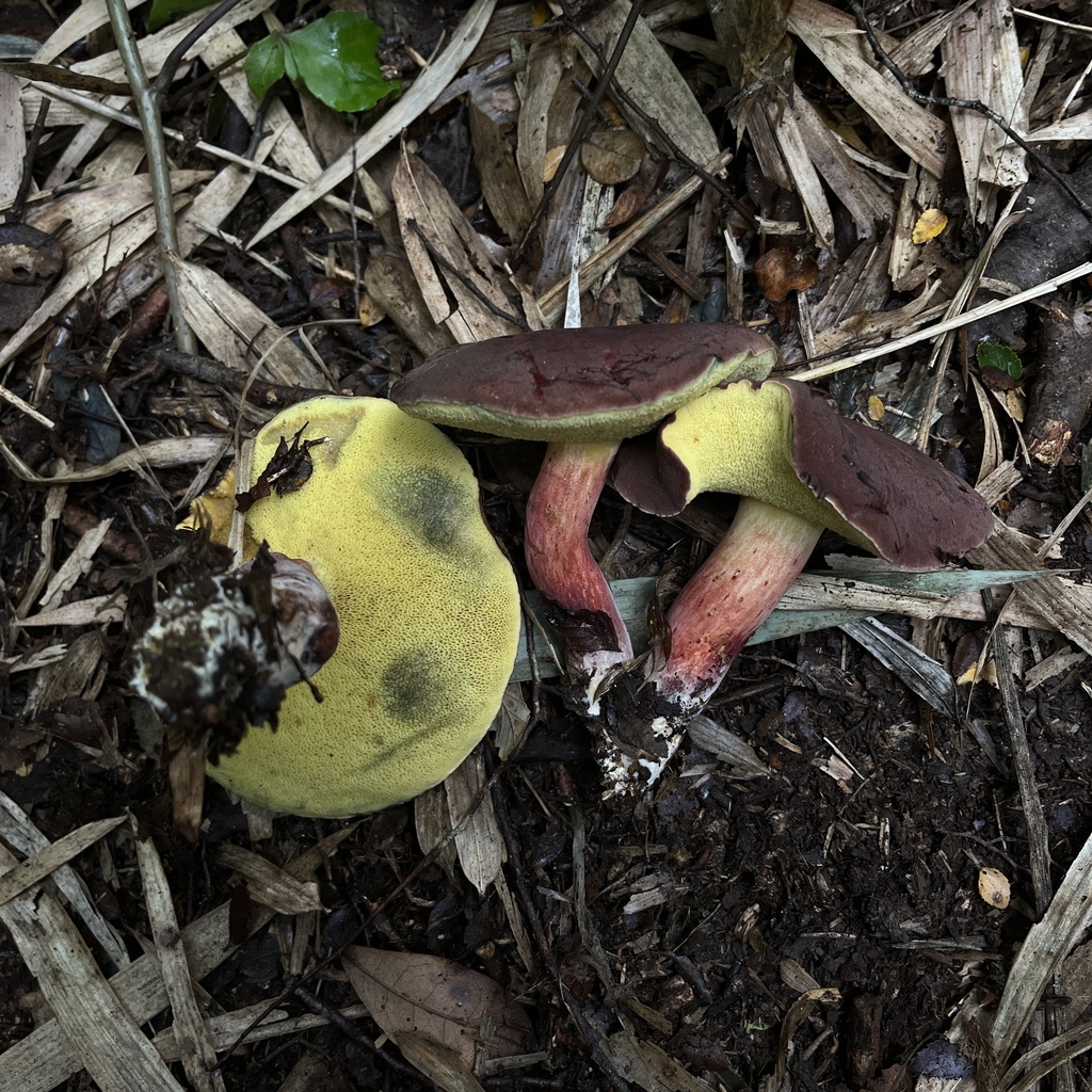 Boletus loyita · April 2023 · photo: © cristianriquelme (iNaturalist, cc-by)
