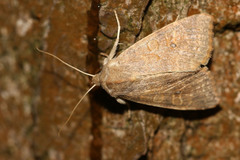 Xanthia ocellaris