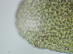 Cheilolejeunea clypeata