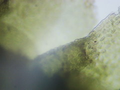 Cheilolejeunea clypeata