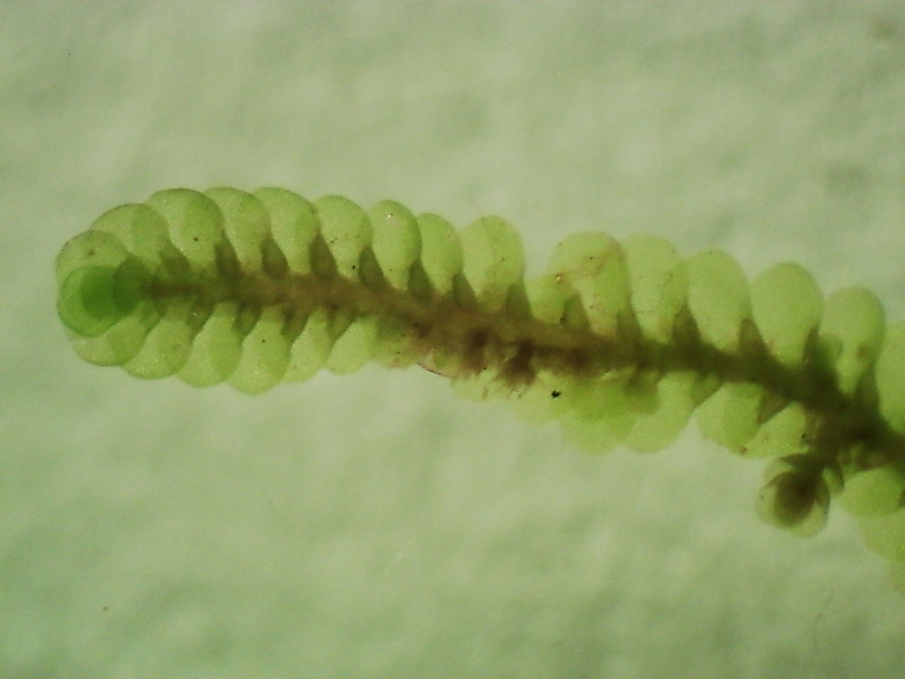 Cheilolejeunea clypeata