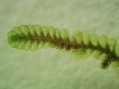 Cheilolejeunea clypeata