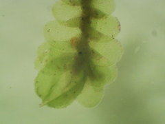 Cheilolejeunea clypeata