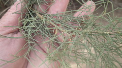 Tamarix usneoides