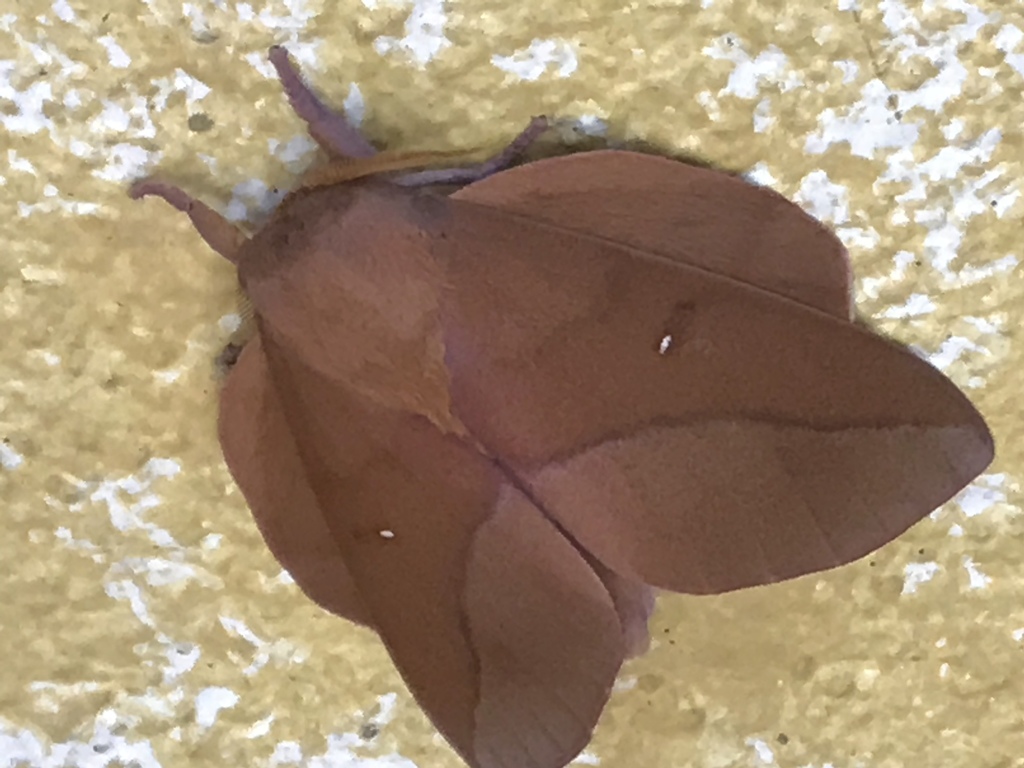 Othorene verana