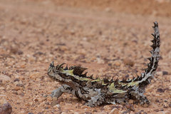 Moloch horridus