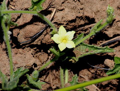 Cucumis hirsutus