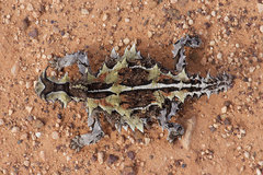 Moloch horridus