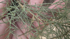 Tamarix usneoides
