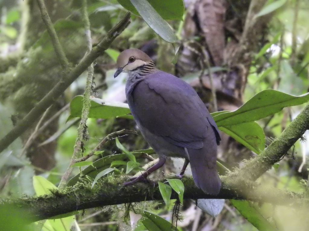 Russet-Crowned Quail-Dove