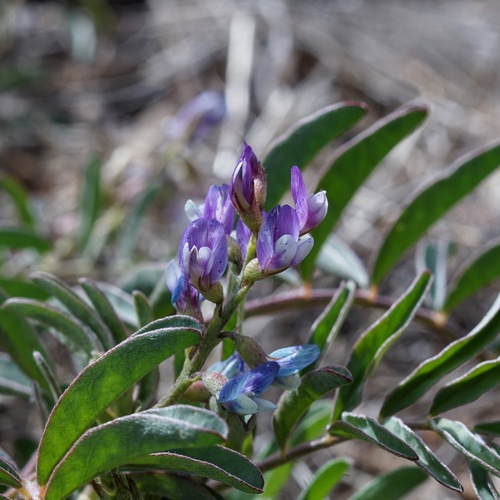 Image of Astragalus allochrous by (c) Andrew Tree, some rights reserved (CC BY)