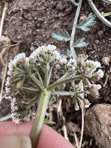 Lomatium canbyi