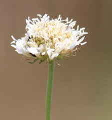 Scabiosa columbaria