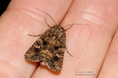 Tycomarptes inferior