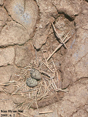Charadrius alexandrinus