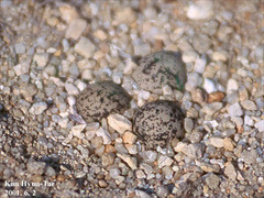 Charadrius alexandrinus