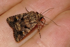 Tycomarptes inferior