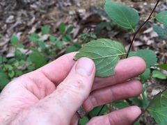 Spiraea corymbosa