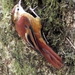 Margarornis rubiginosus - Photo (c) Barbara Dye,  זכויות יוצרים חלקיות (CC BY-NC)