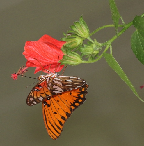 Malvaviscus arboreus