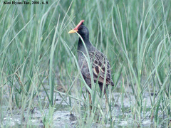 Gallicrex cinerea