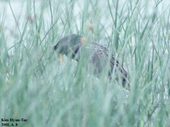 Gallicrex cinerea
