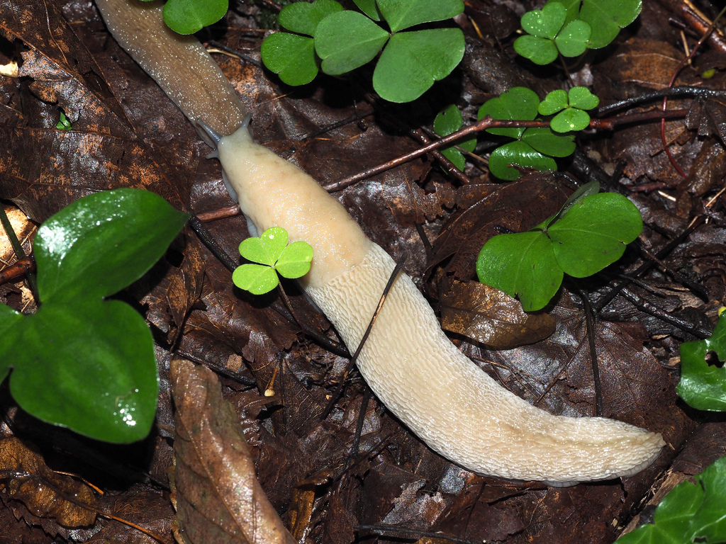 Limax strobeli
