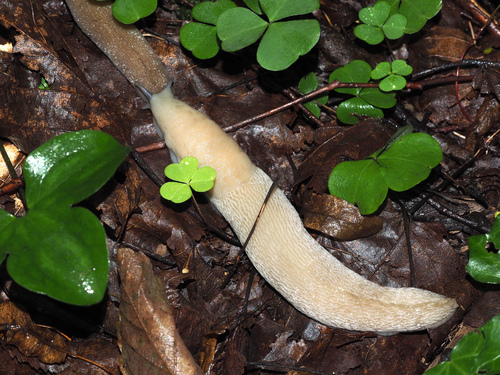 Limax strobeli