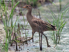 Gallicrex cinerea