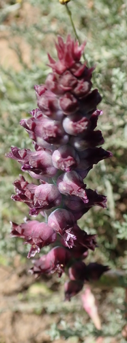 Lachenalia suaveolens