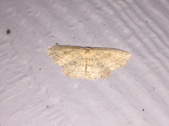 Cyclophora myrtaria