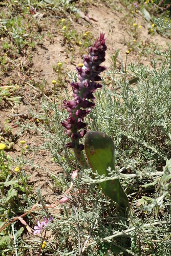Lachenalia suaveolens