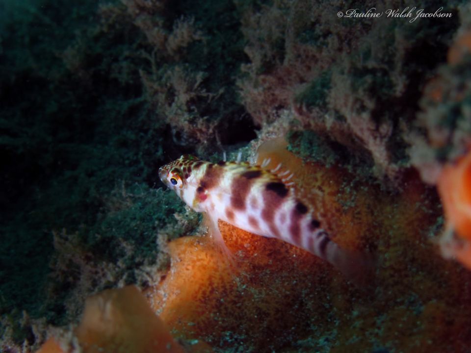 Spotted hawkfish