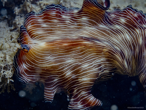 Pseudobiceros fulgor Newman & Cannon, 1994