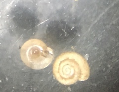 Gastropoda