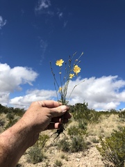 Linum berlandieri filifolium