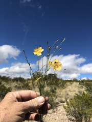 Linum berlandieri filifolium
