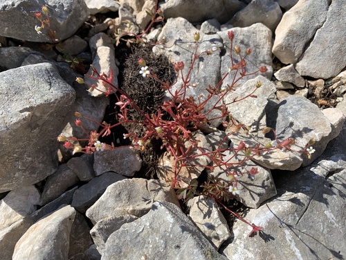 lomikameň trojprstý (Saxifraga tridactylites)