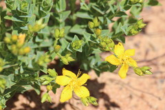 Hypericum aethiopicum