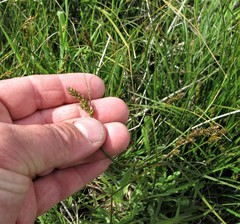 Carex tumulicola