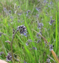 Myosotis discolor